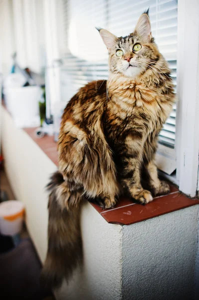 Maine Coon cat, 12 months old — Stock Photo, Image