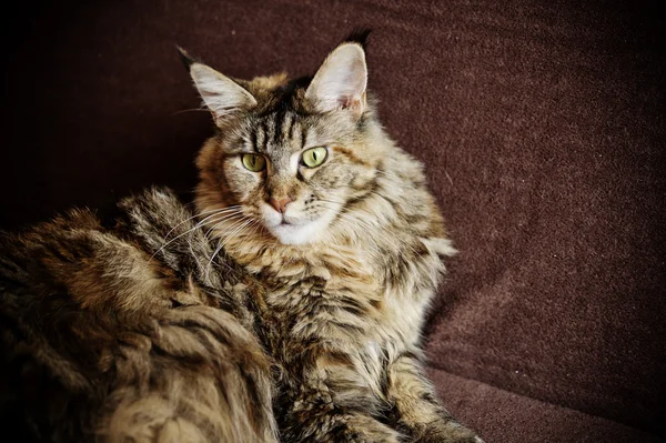 Portrait of a Maine Coon cat — Stock Photo, Image