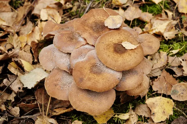 Pilze im Wald — Stockfoto