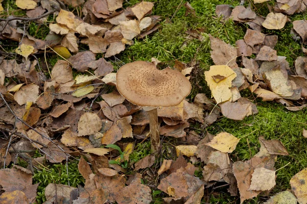 Pilze im Wald — Stockfoto