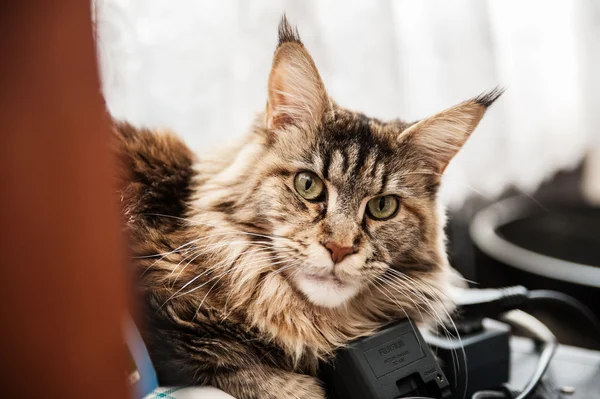 Maine coon kedi rast Telifsiz Stok Fotoğraflar