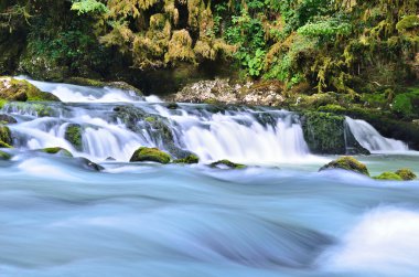 Ormanda küçük bir şelale