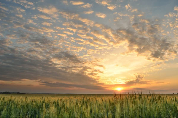 Летний восход солнца над полем — стоковое фото
