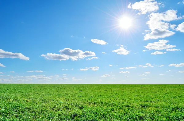 Зеленое поле, солнце и небо — стоковое фото
