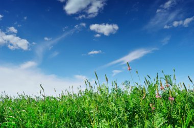 güneşli bir gün çiçek alanı