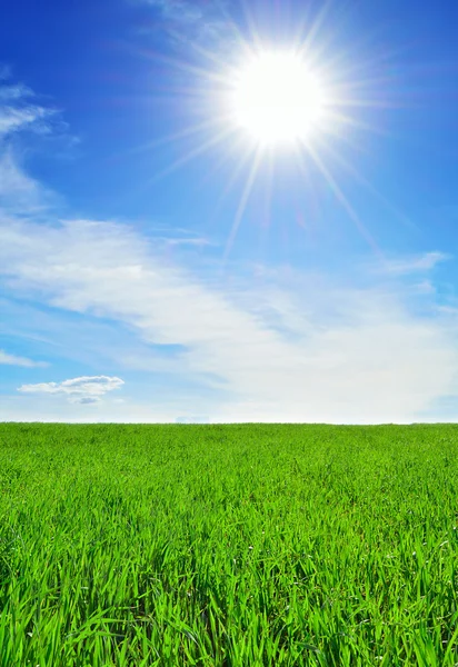 Zon, lucht en groen veld — Stockfoto