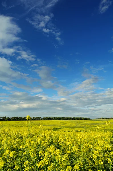 Mosterd veld onder mooie hemel — Stockfoto