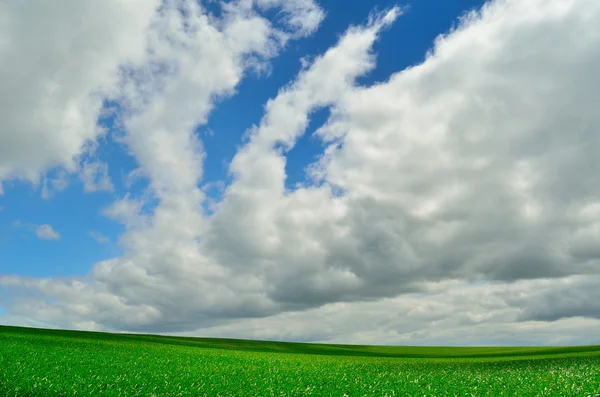 Hermoso cielo y feild verde —  Fotos de Stock