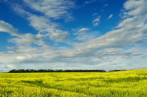 Желтое поле под красивым небом — стоковое фото
