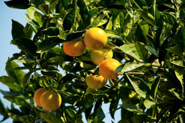 mandalina ağacı