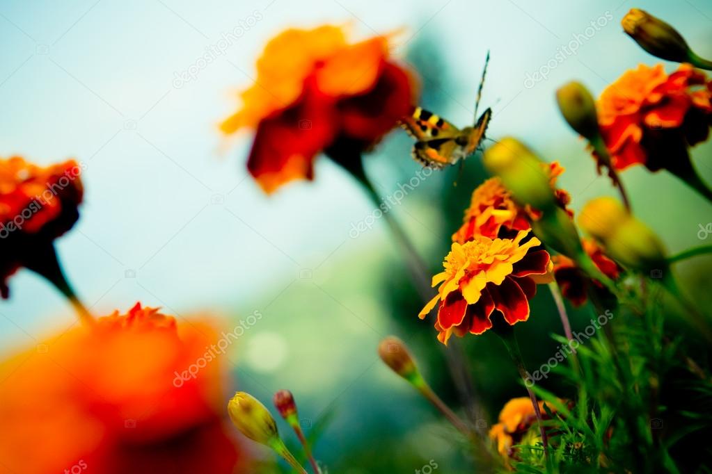 Tagetes and Buterfly fly away