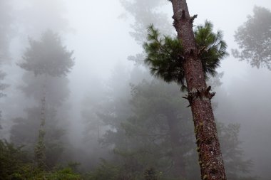 sis Himalaya dağ ağaçta