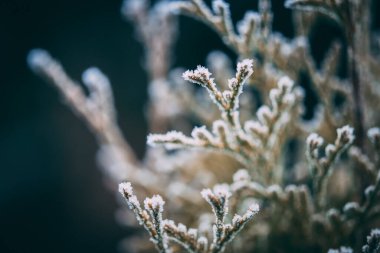 Donmuş güzellik. Ağaçların dallarına kar yağıyor.
