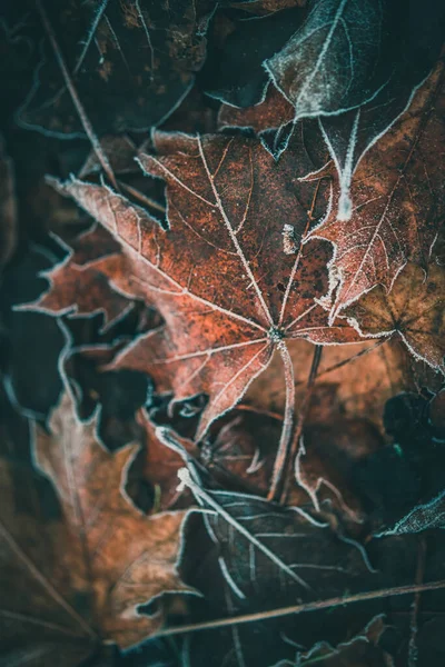 Bevroren schoonheid. Sneeuw valt bij de takken van de bomen — Stockfoto