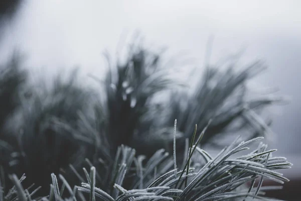 Belleza congelada. Nieve cayendo en los árboles ramas — Foto de Stock