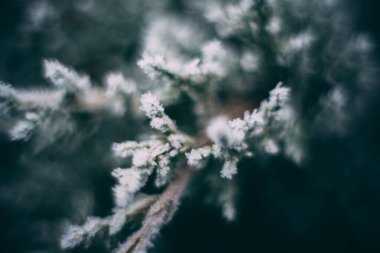 Donmuş güzellik. Ağaçların dallarına kar yağıyor.