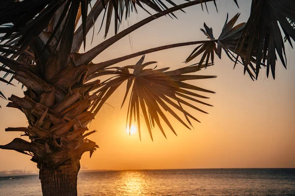 Дубай Марина з прекрасним заходом пальми — стокове фото