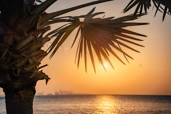 Дубай Марина з прекрасним заходом пальми — стокове фото