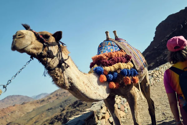 Панорама Горы Синай Верховая Езда Дороге Через Пустыню Горы Египте — стоковое фото
