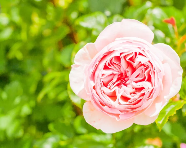 pembe Gül