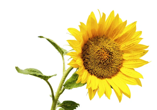 Sunflower — Stock Photo, Image