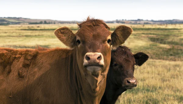 Cow and Calf Stock Image