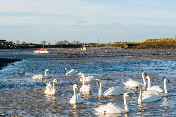 Zwölf Schwäne an der Hüllbrücke — Stockfoto