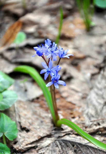 Голубой цветок в лесу — стоковое фото