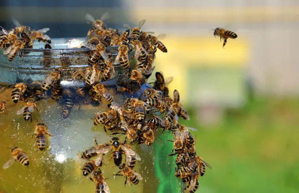 Jars of honey with bees on it — Stock Photo, Image