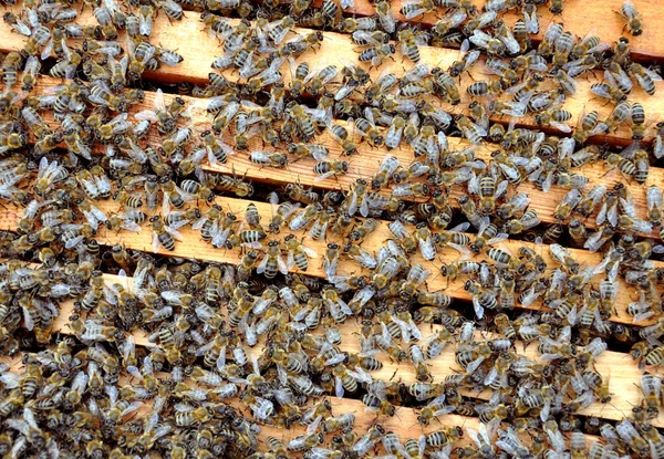 Bee ramar med bin — Stockfoto