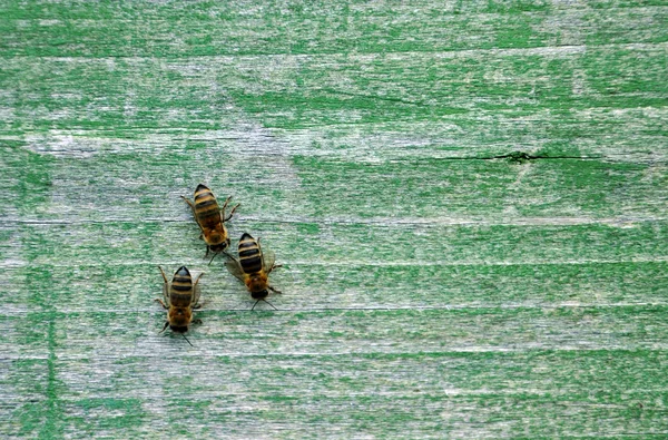 Colmena de abejas con abejas —  Fotos de Stock