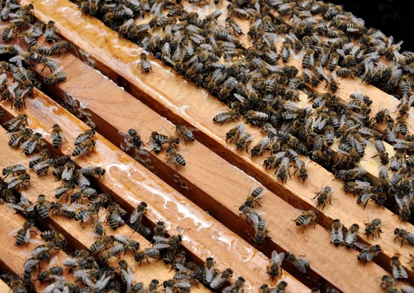 Пчелиные рамки с пчелами — стоковое фото