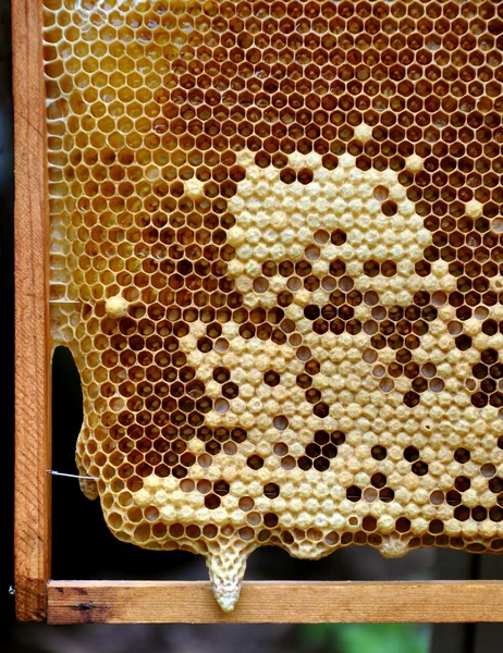 Rayon de miel avec larves de reine abeille en développement — Photo