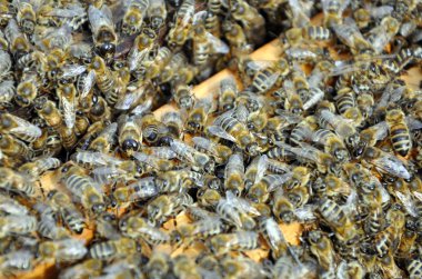 Arılar arı çerçevelerle