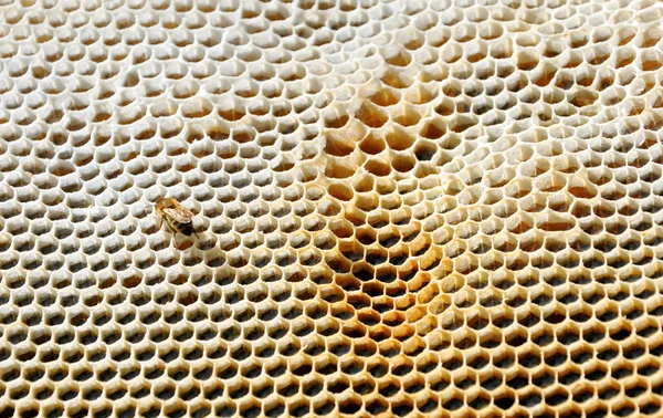 Peine de abeja con abeja —  Fotos de Stock