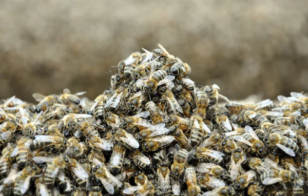 Abejas en la colmena —  Fotos de Stock