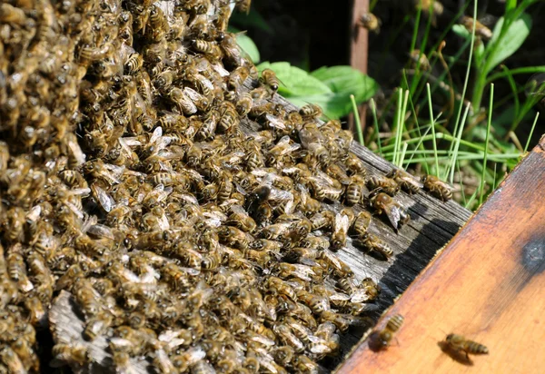 Colmeia de abelhas com abelhas — Fotografia de Stock