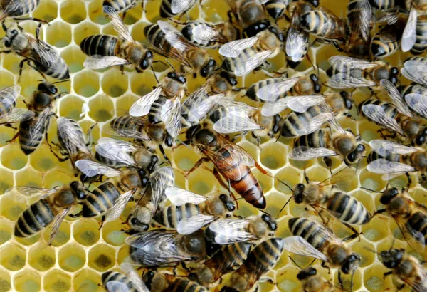 Las abejas en las celdas de miel con la abeja reina en el medio — Foto de Stock