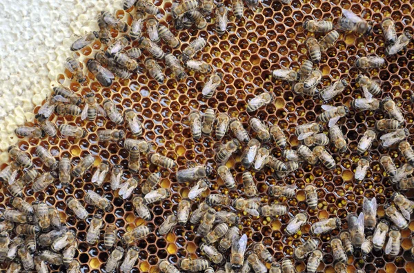 Marco de abeja con abejas —  Fotos de Stock