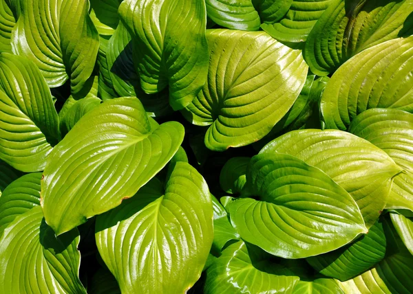 Weelderige groene bush — Stockfoto