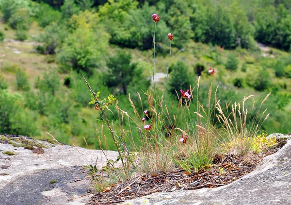 Flowers growing on a rock against mountain slope — Stock Photo, Image