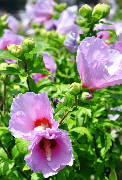 Цветущие кусты с розовыми цветами — стоковое фото