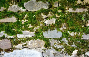 Taş duvarda yeşil yosun