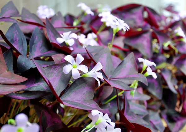 Bloeiende roze bloemen met donkerrood bladeren — Stockfoto