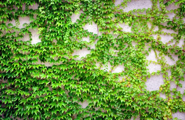 Wall with ivy growing on it — Stock Photo, Image