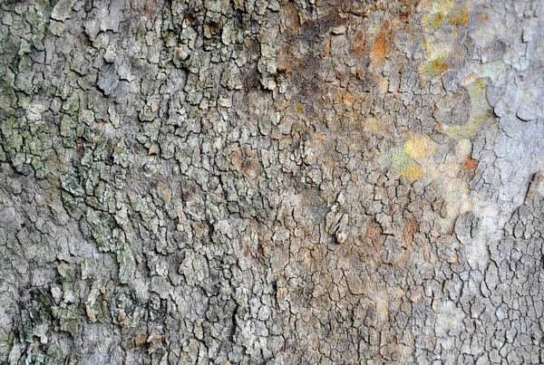 Abstract background with tree bark