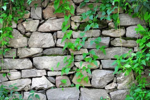 Stone wall with ivy growing on it — Stock Photo, Image