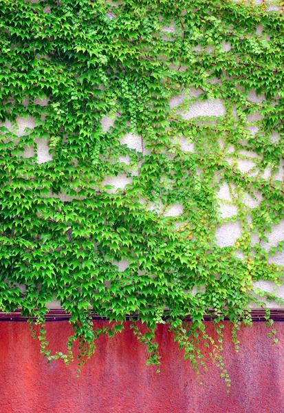 Wall with ivy — Stock Photo, Image