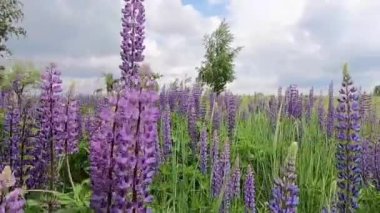 Mor lupinlerle bir tarlada yürüyorum
