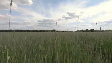 Olgunlaşmamış yeşil buğday tarlasında yürüyorum